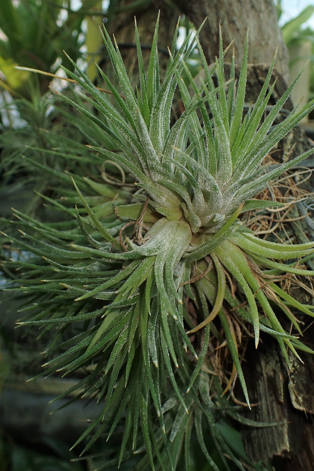 Air Plant