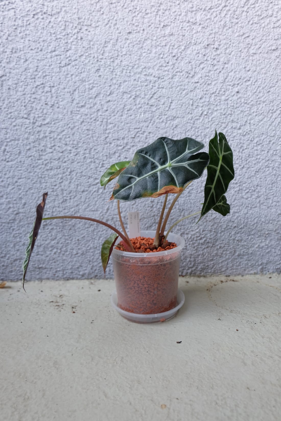 African Mask Plant (Alocasia)