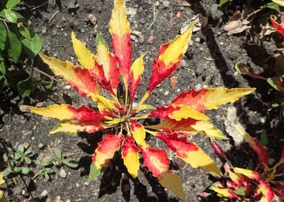 Amaranth Greens (Callaloo)