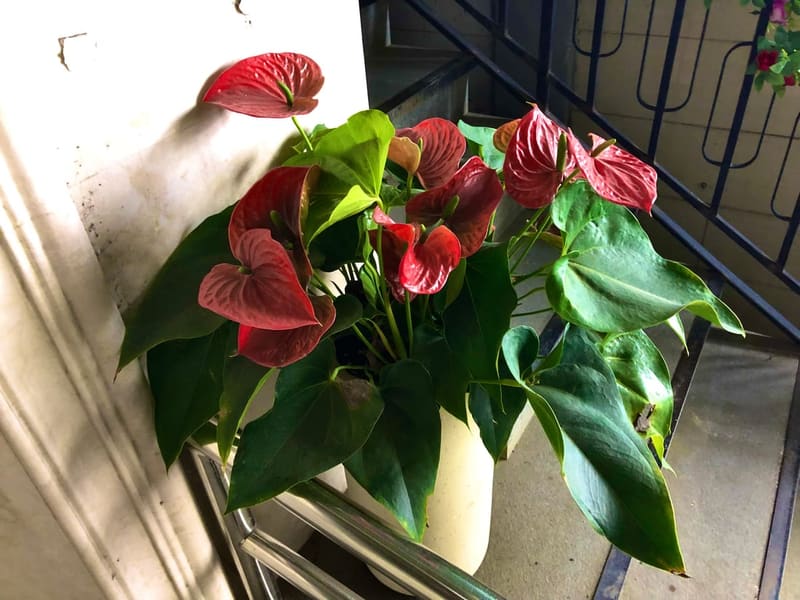 Anthurium (Flamingo Flower)