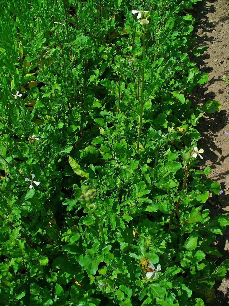 Arugula / Rocket