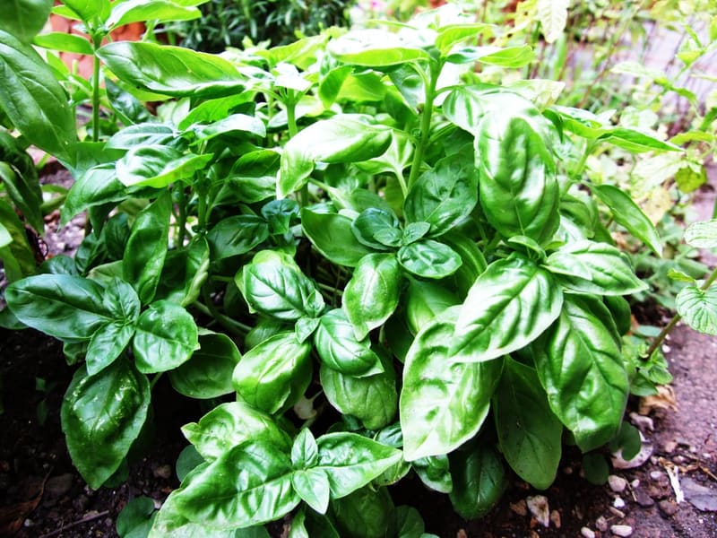 Sweet Basil