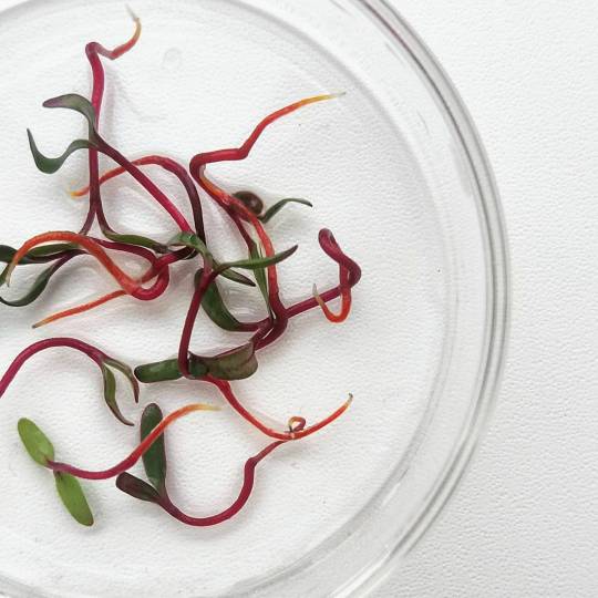 Beet Microgreens