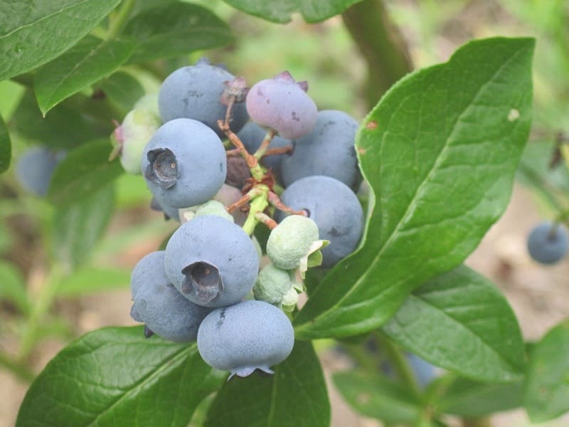 Blueberry (Dwarf)