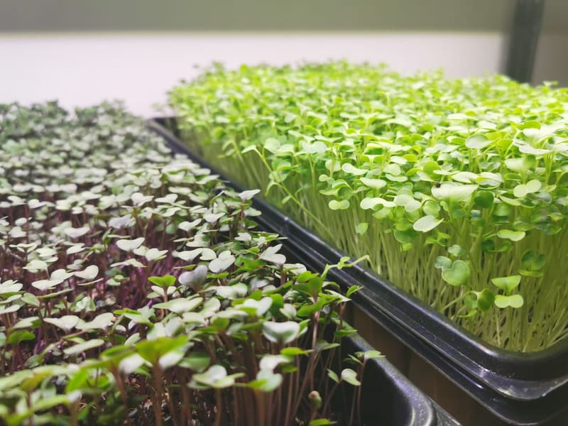 Broccoli Microgreens