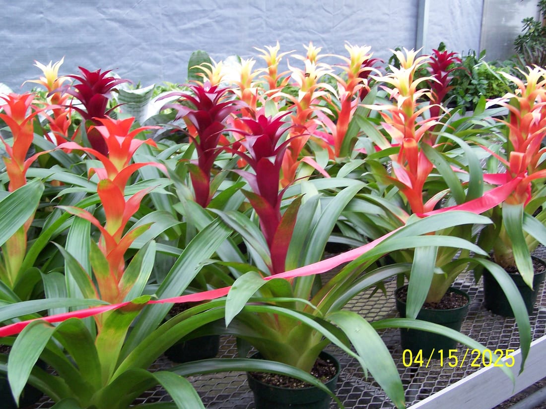 Bromeliad (Scarlet Star)