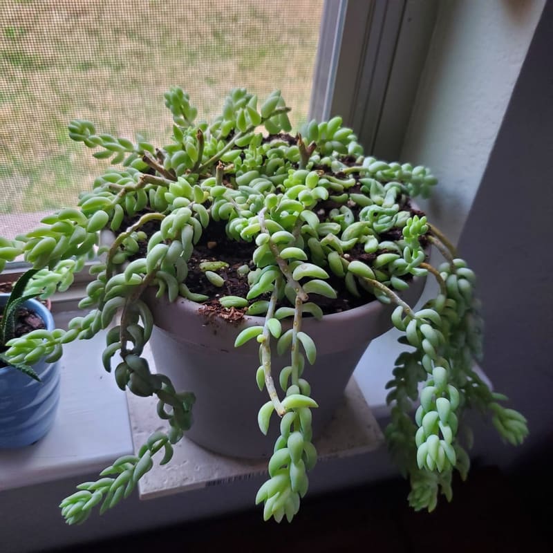 Burro’s Tail (Donkey Tail)