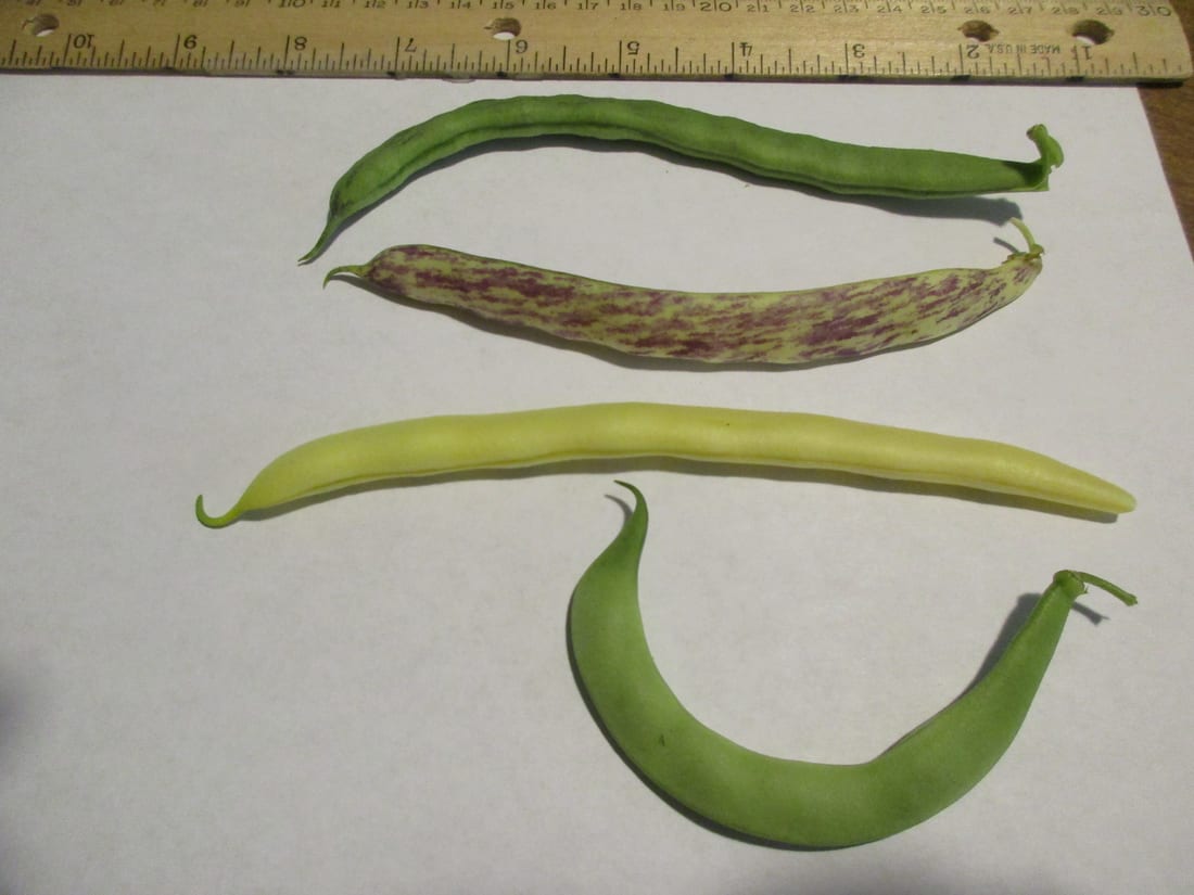 Bush Bean