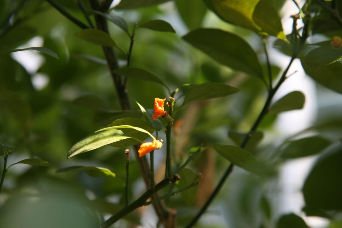 Calamondin / Calamansi