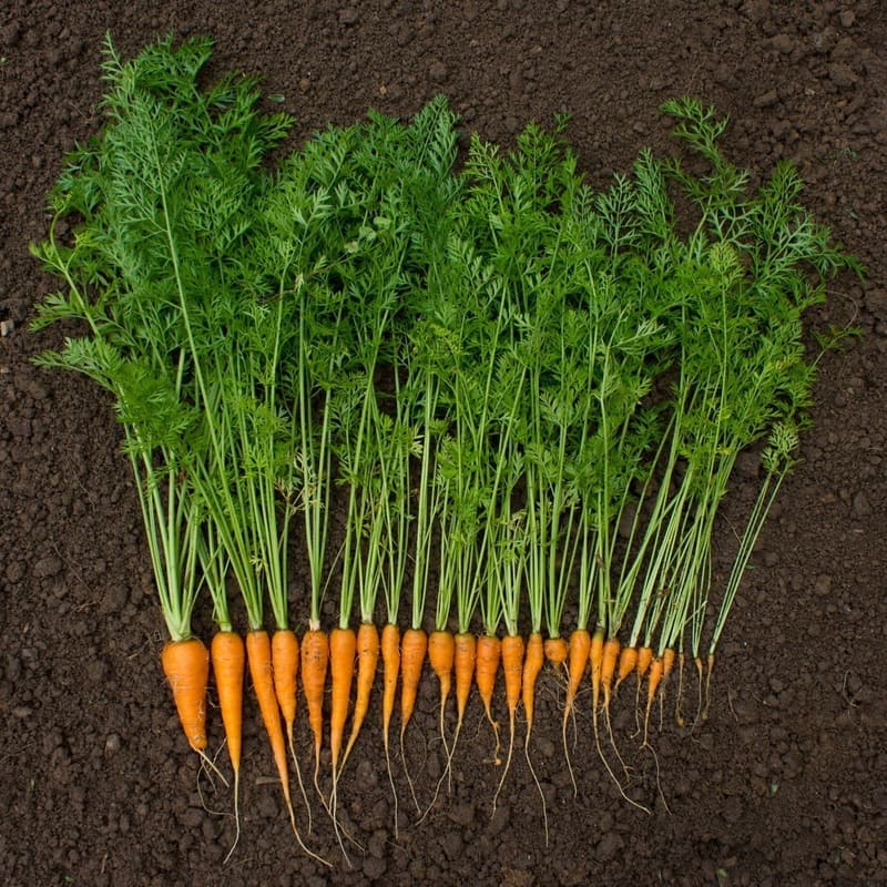 Carrot