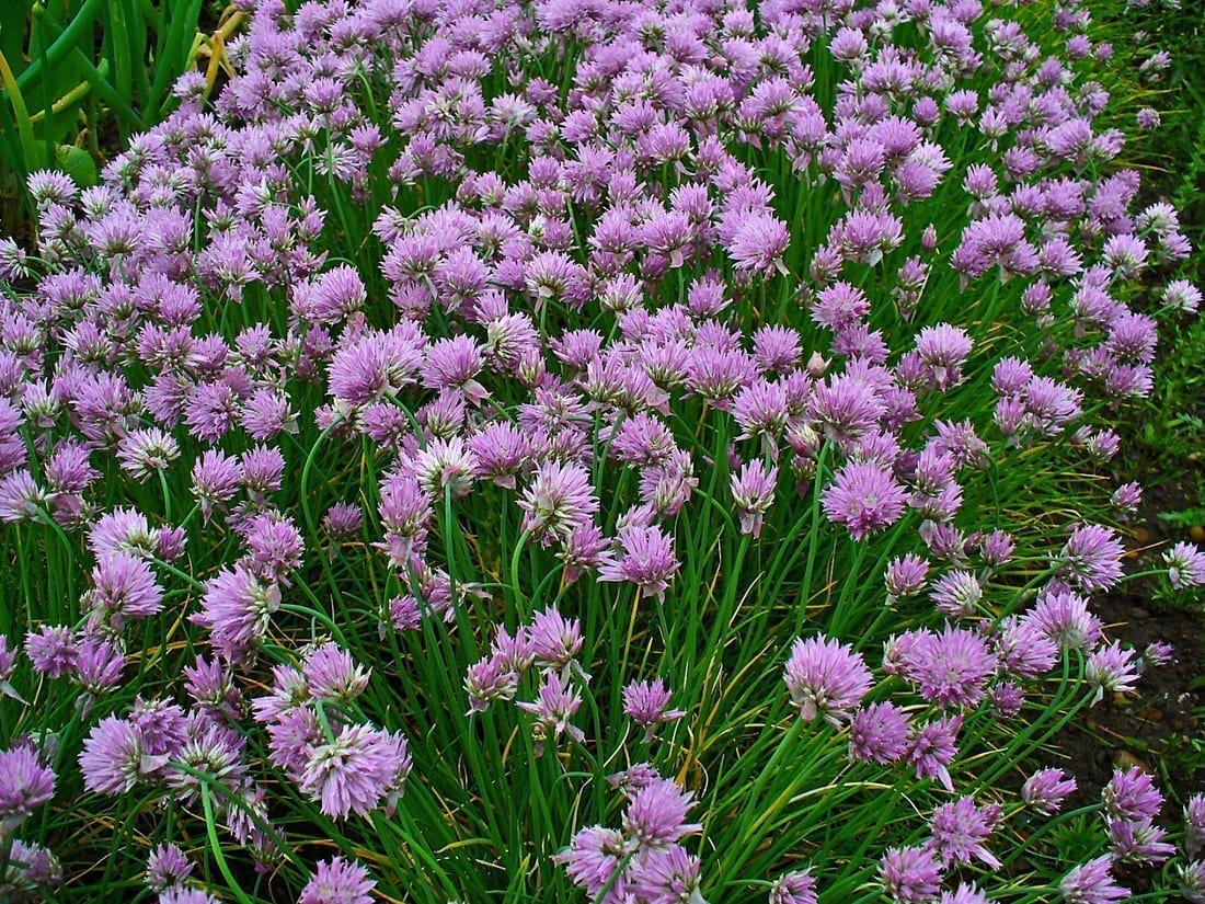 Chives
