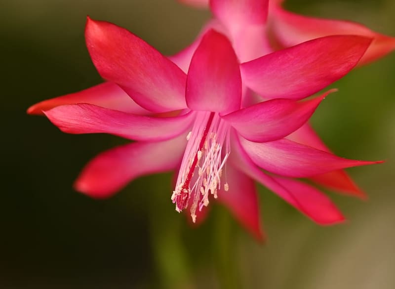 Christmas Cactus