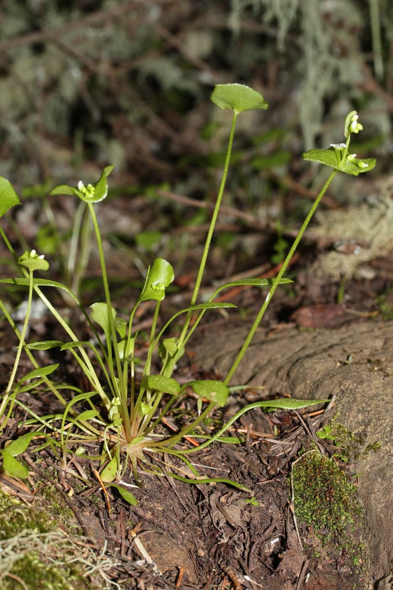 Claytonia (Miner’s Lettuce)