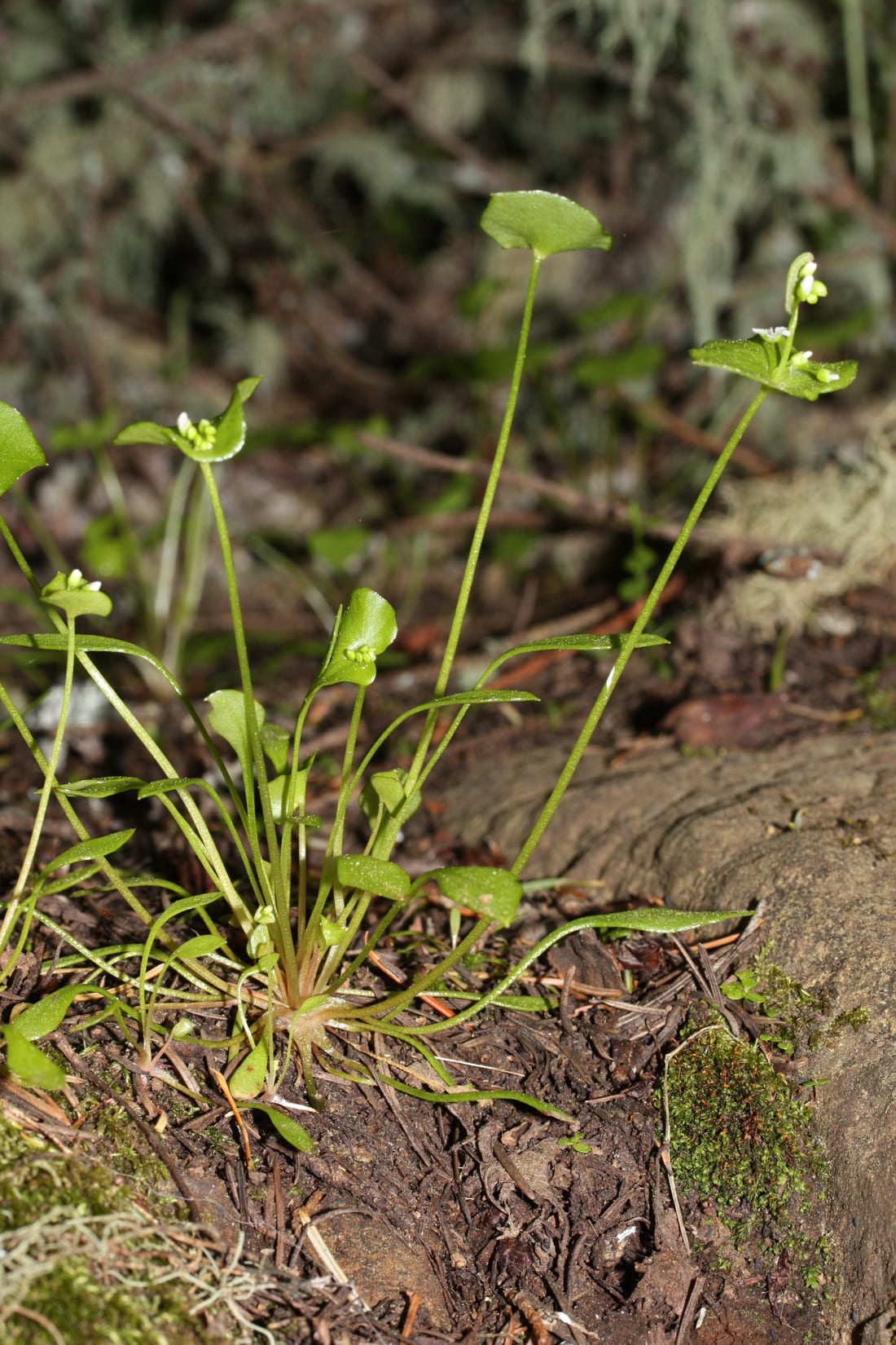 Claytonia (Miner’s Lettuce)