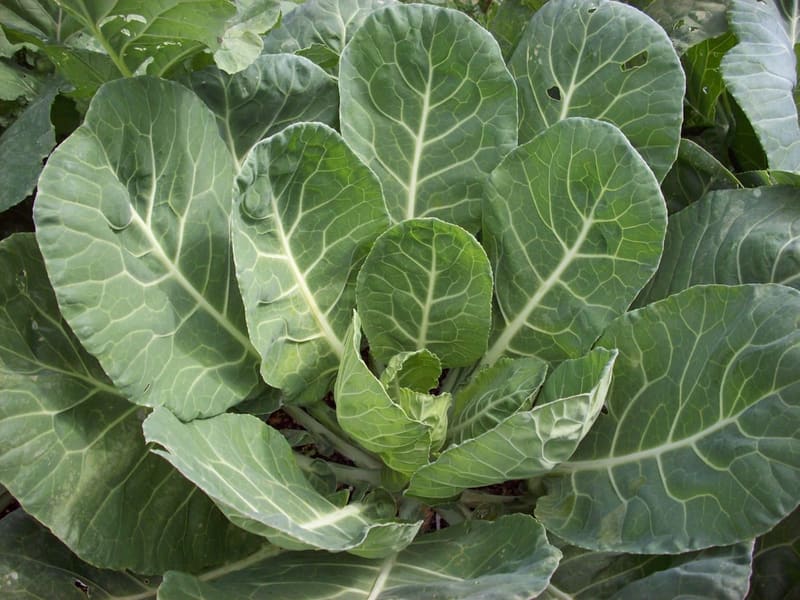 Collard Greens