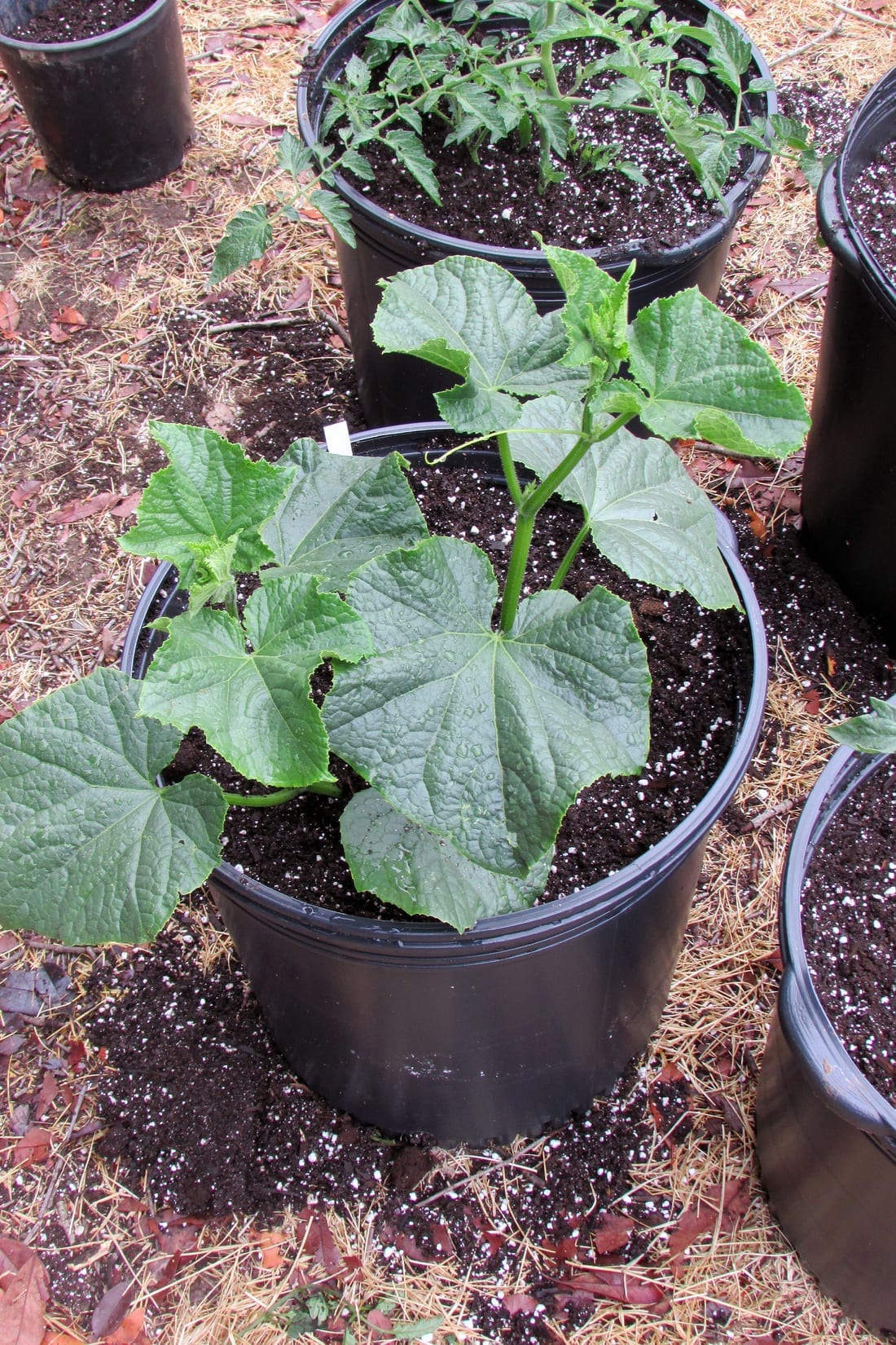 Cucumber (Bush / Patio)