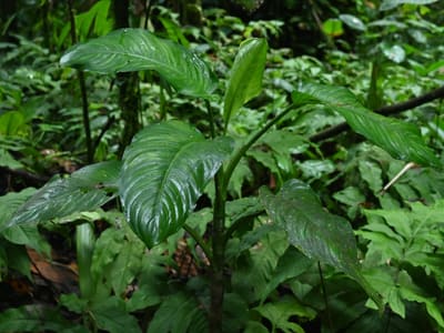Dumb Cane (Dieffenbachia)