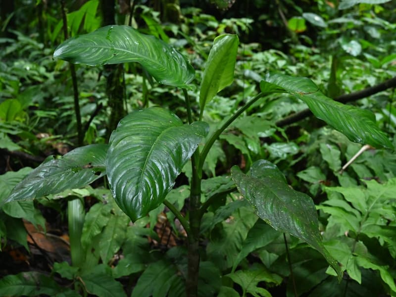 Dumb Cane (Dieffenbachia)