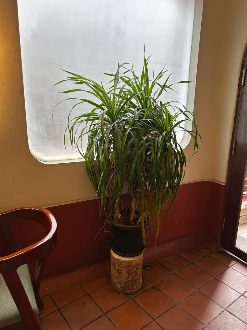 Dragon Tree (Dracaena Marginata)