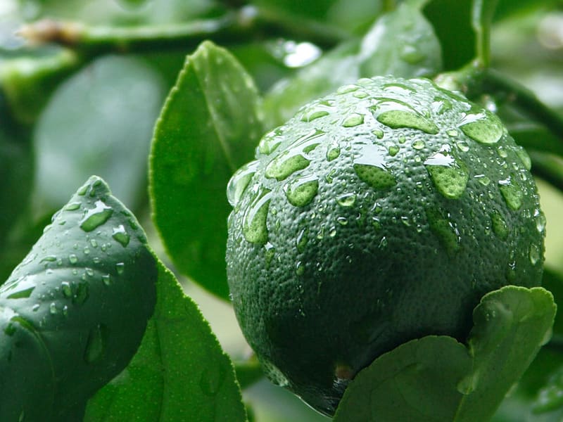 Meyer Lemon (Dwarf)