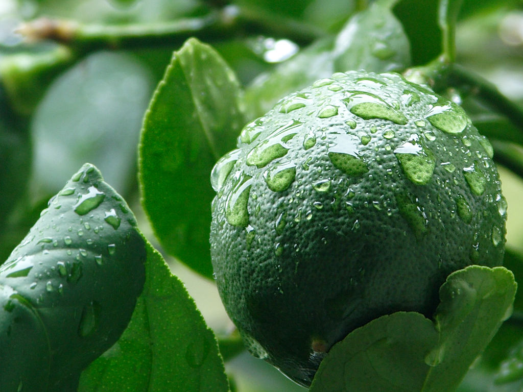 Meyer Lemon (Dwarf)