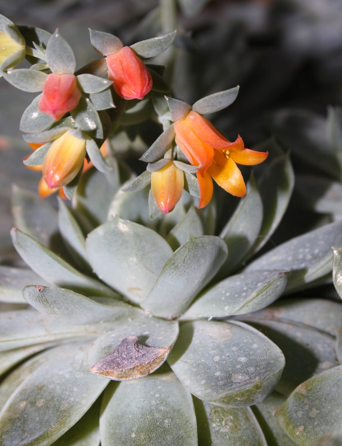 Echeveria