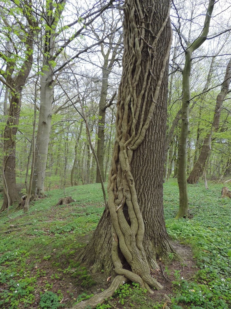 English Ivy