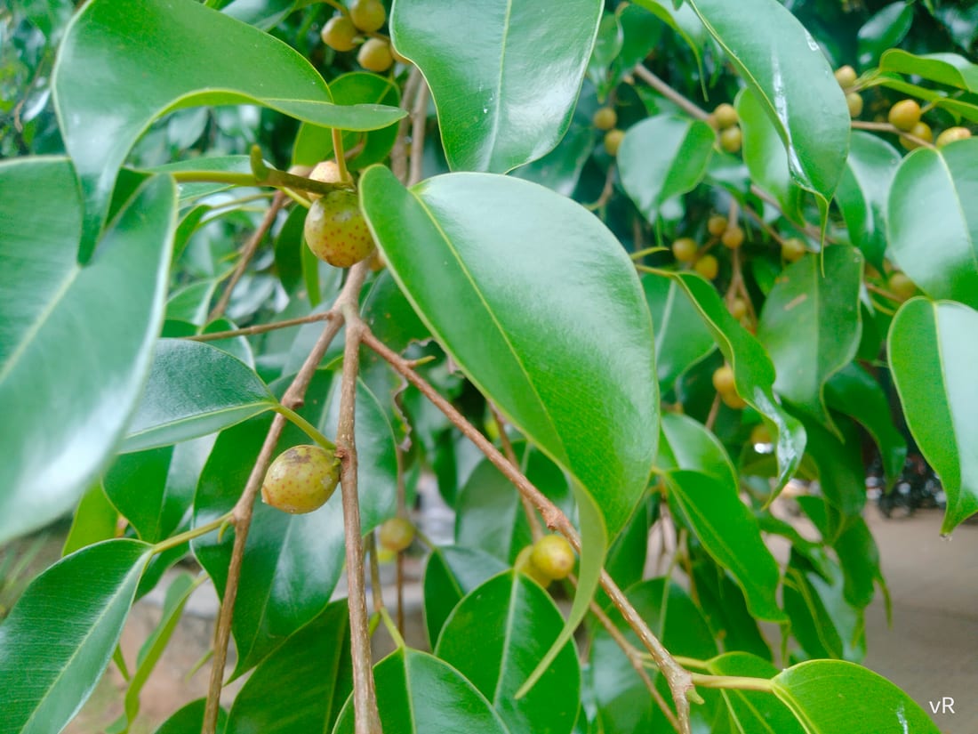 Weeping Fig