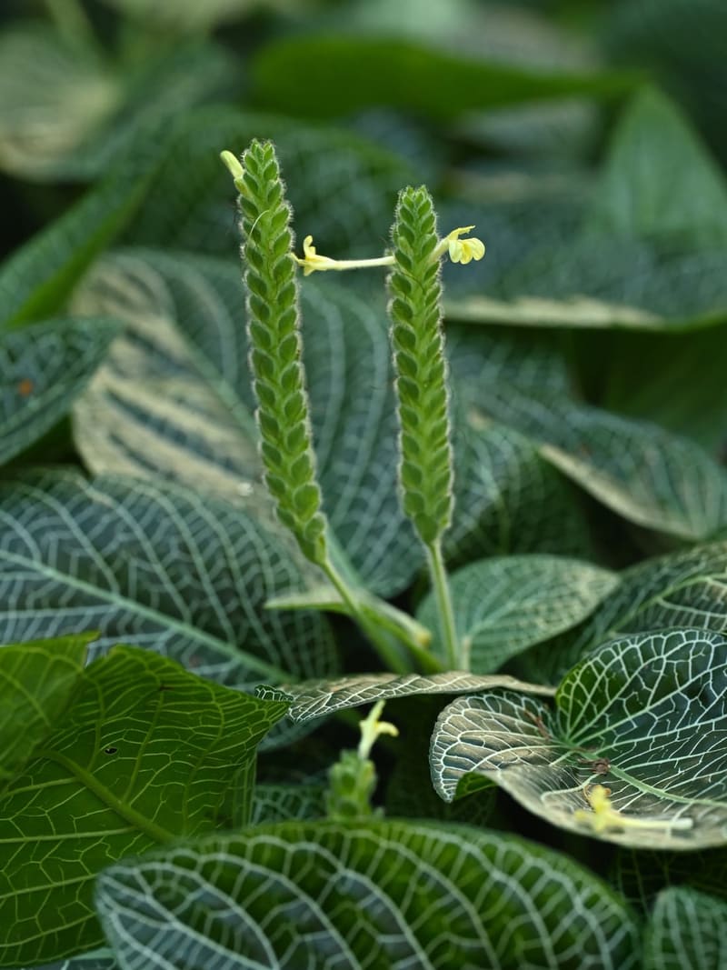 Nerve Plant (Fittonia)