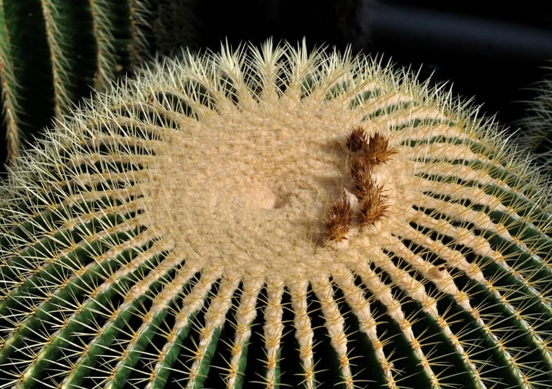 Golden Barrel Cactus