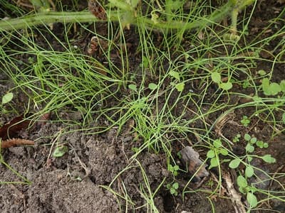 Green Onion / Scallion