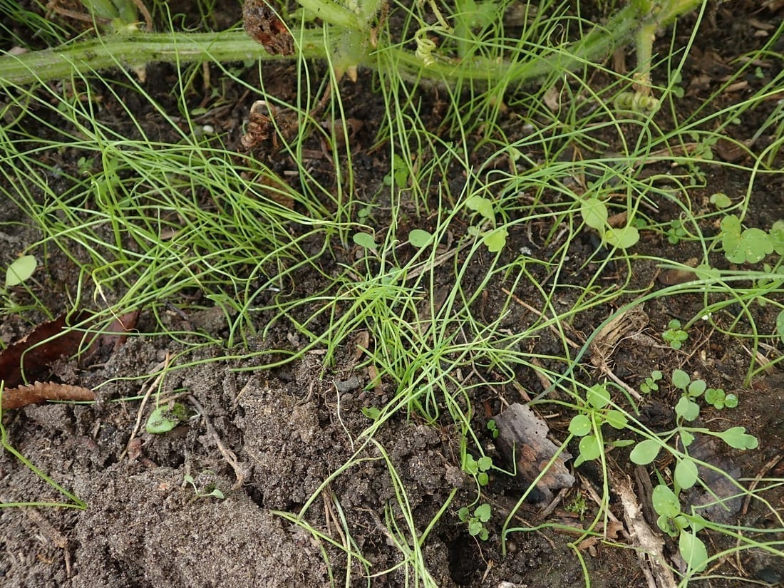 Green Onion / Scallion