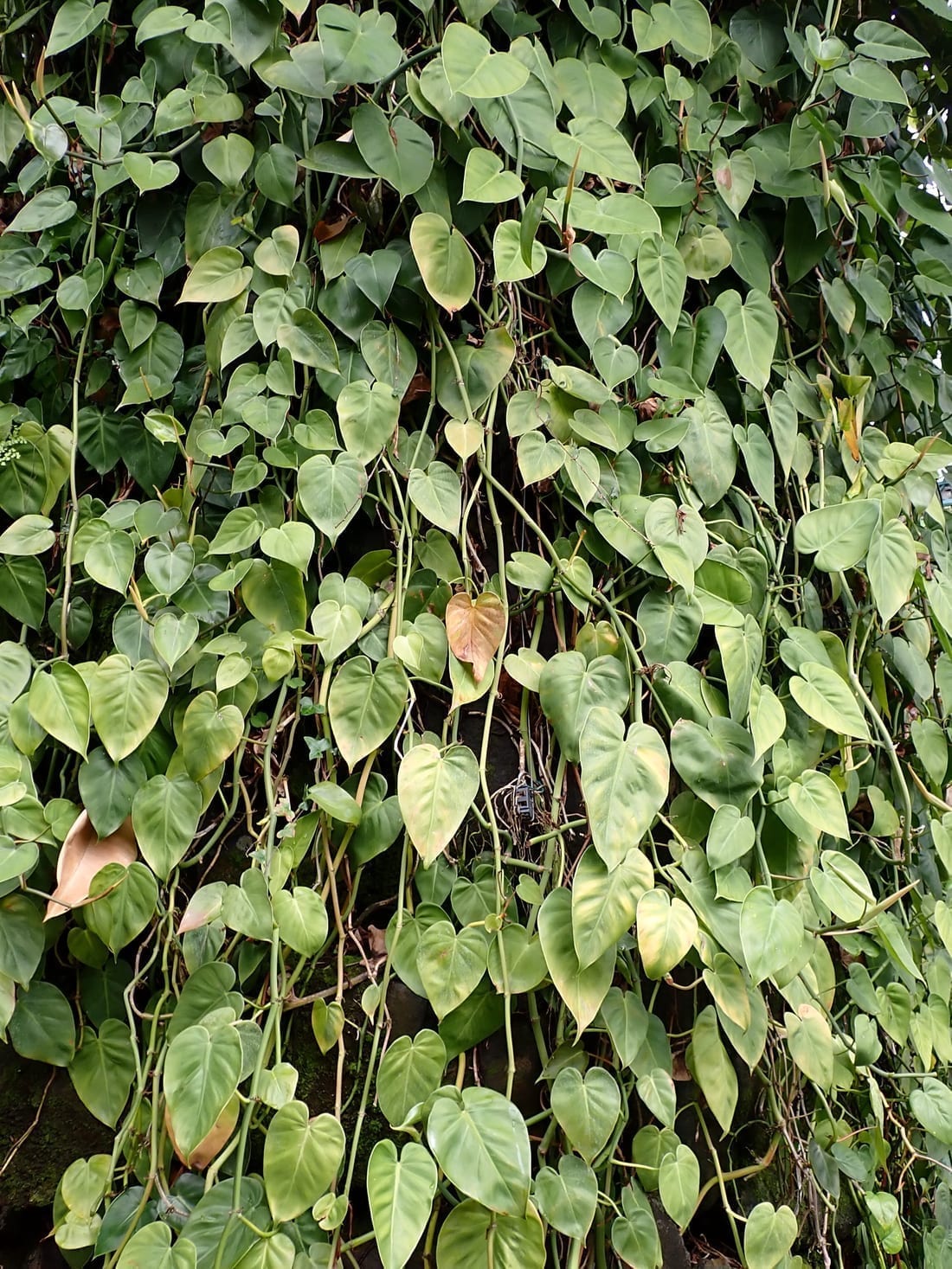 Heartleaf Philodendron