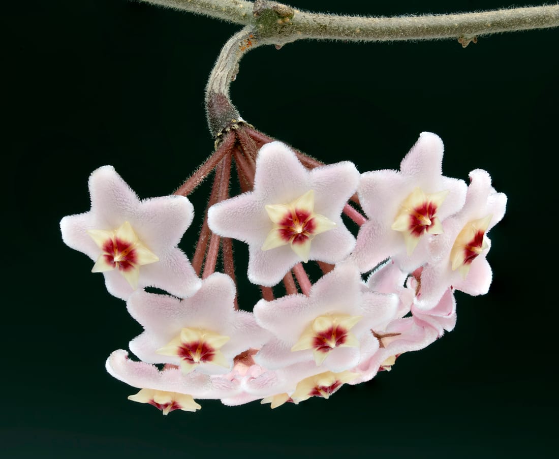 Hoya (Wax Plant)