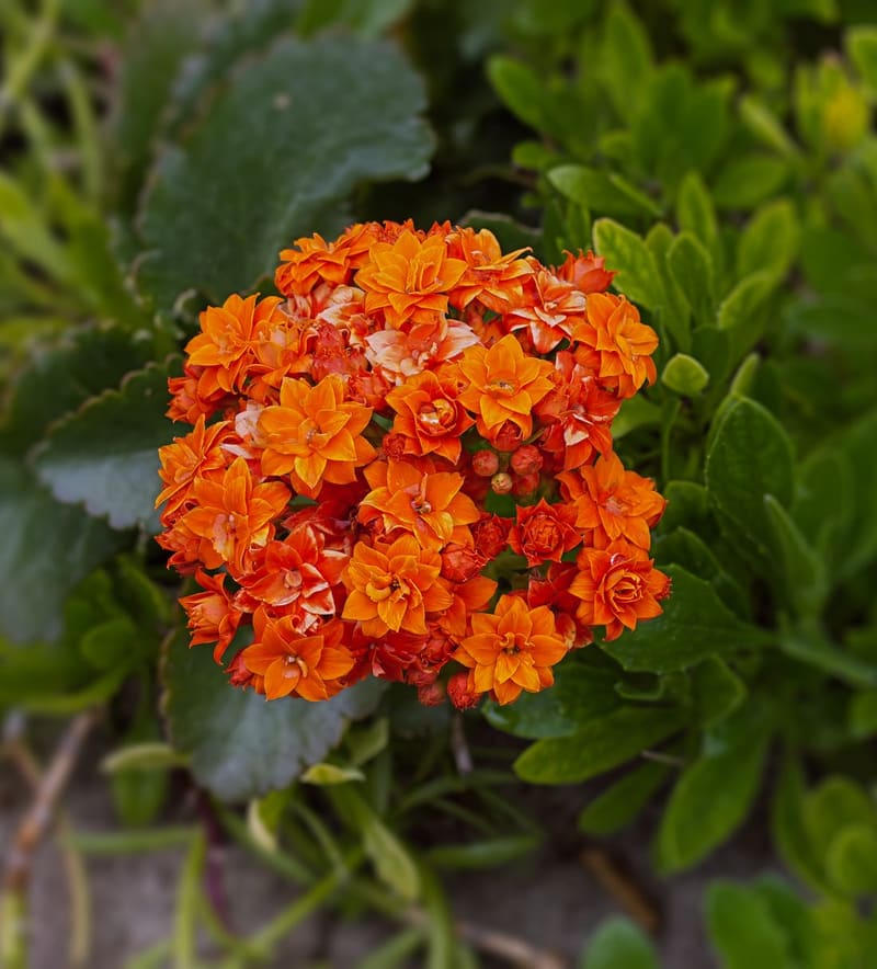 Kalanchoe (Florist Kalanchoe)