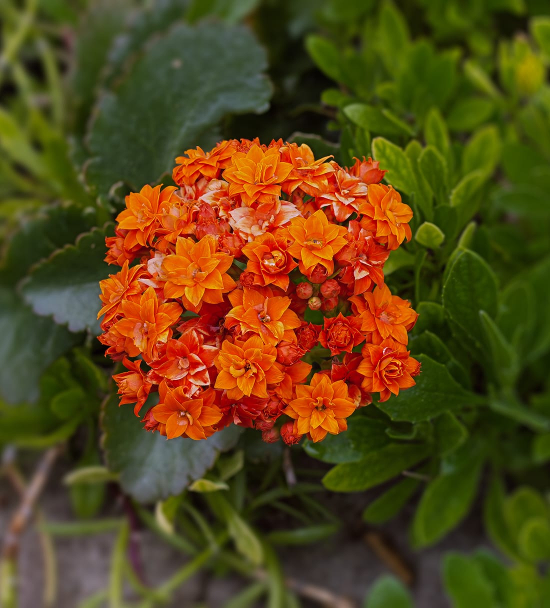 Kalanchoe (Florist Kalanchoe)