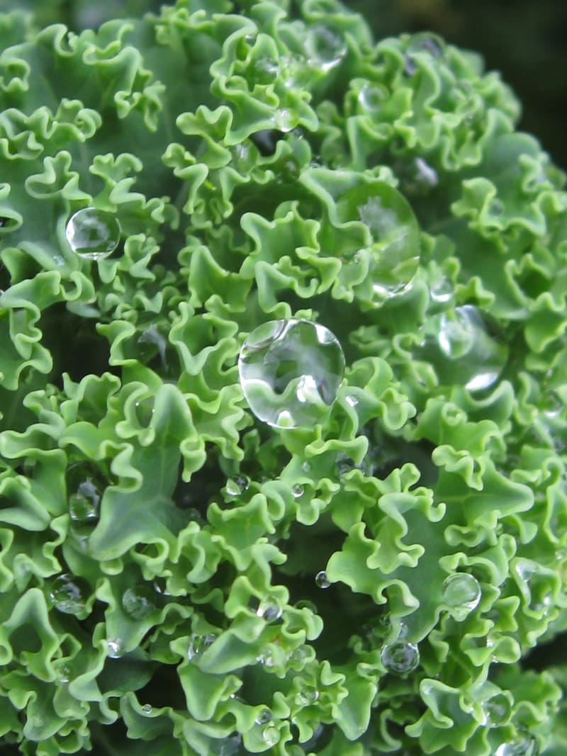 Kale (Curly)