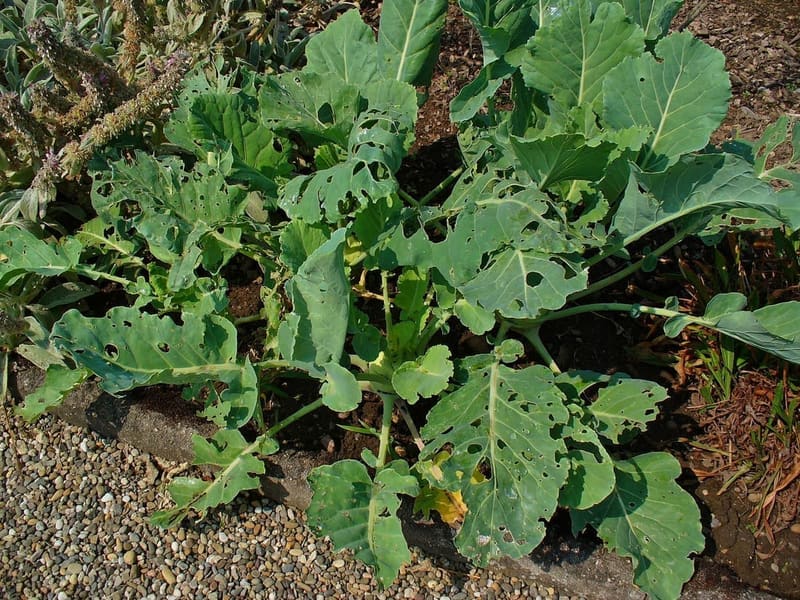 Kohlrabi