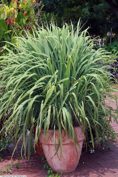 Lemongrass