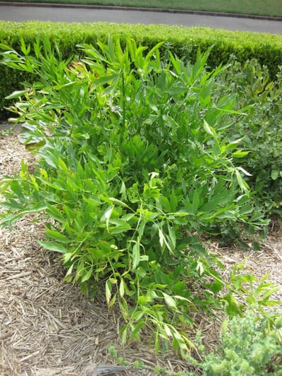 Lovage