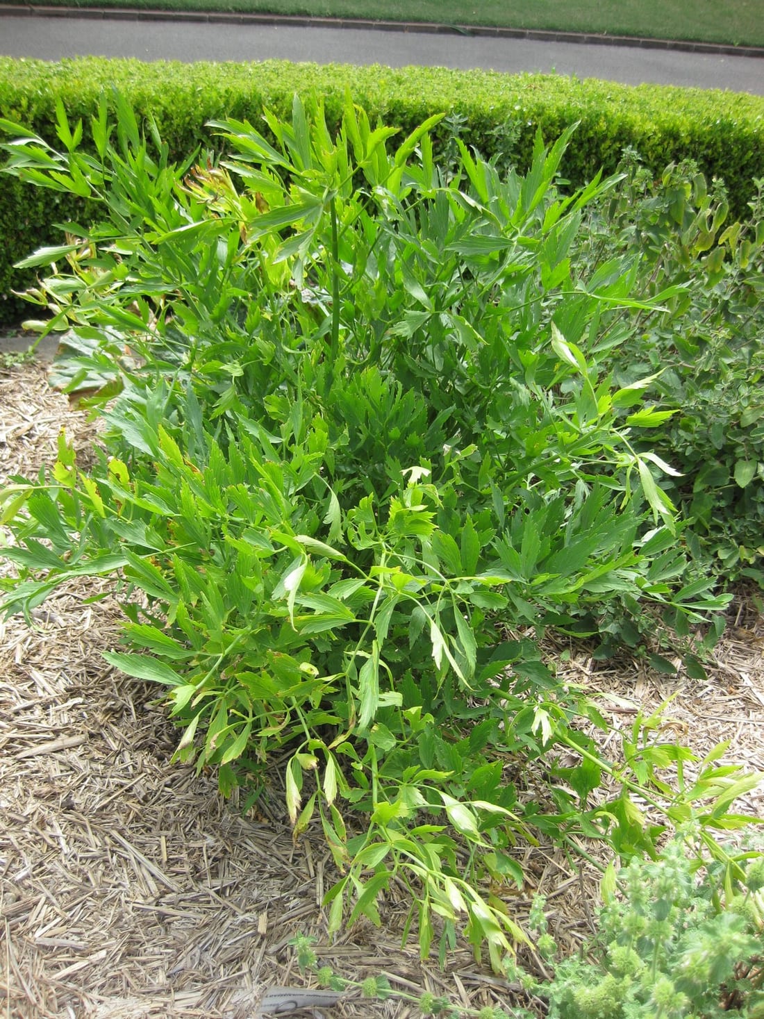 Lovage