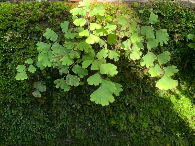 Maidenhair Fern