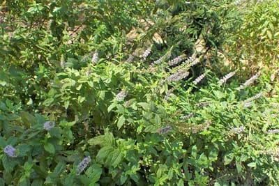 Mint (Spearmint)