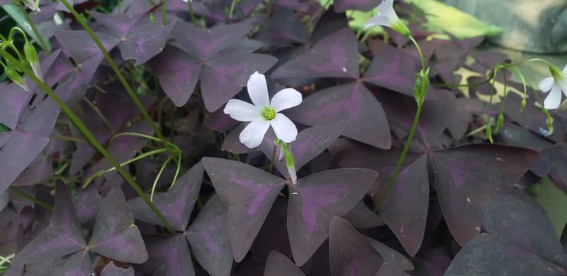 Purple Shamrock