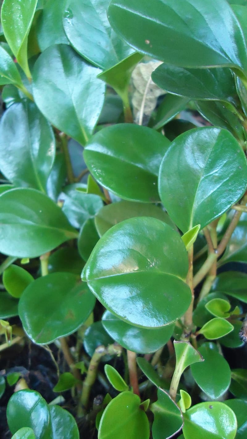 Peperomia (Baby Rubber Plant)