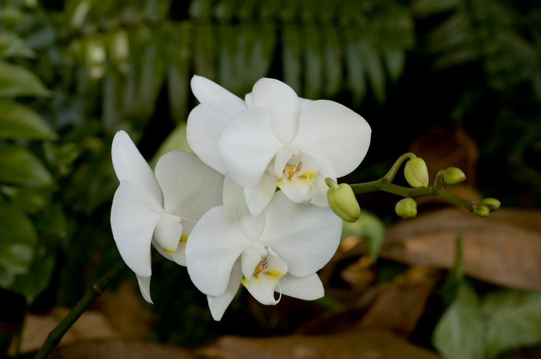 Phalaenopsis Orchid (Moth Orchid)