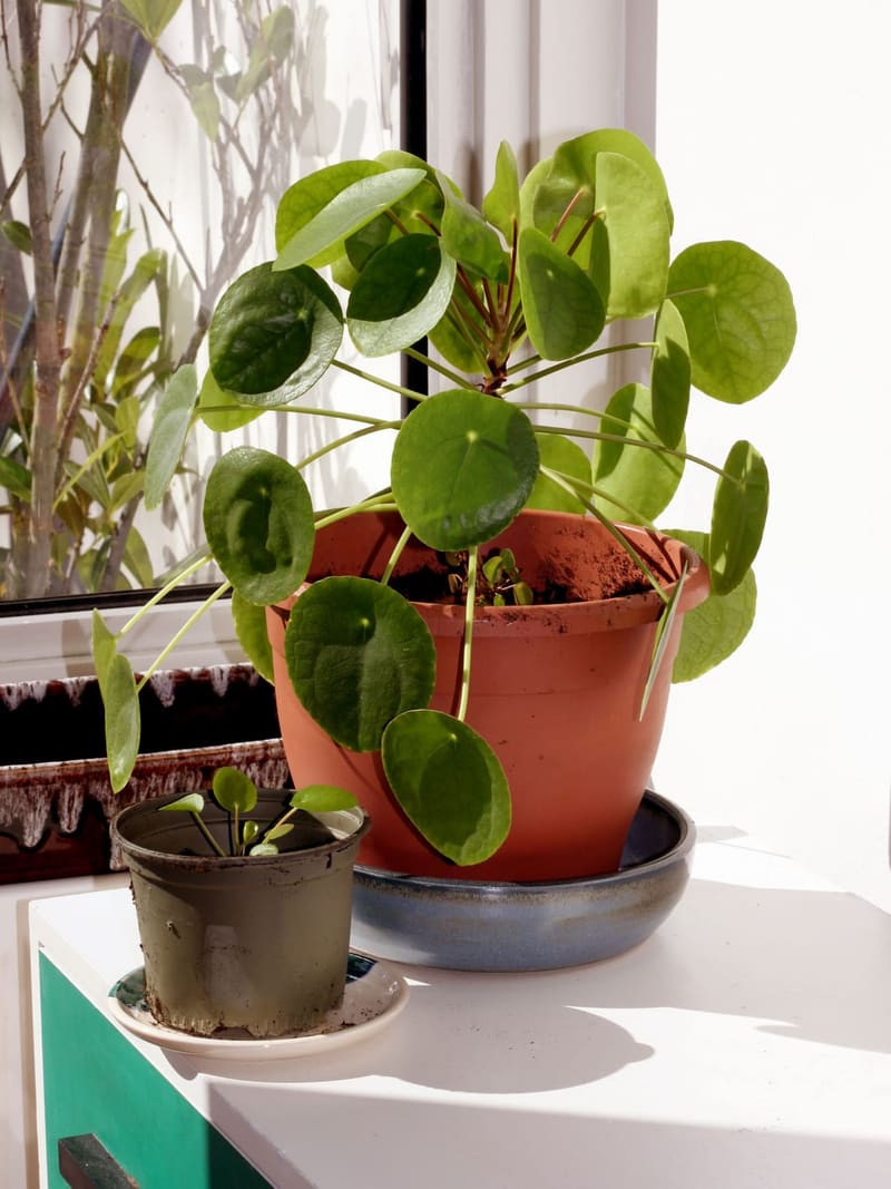 Chinese Money Plant (Pilea)