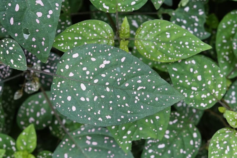 Polka Dot Plant