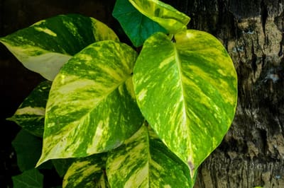 Pothos (Golden Pothos)