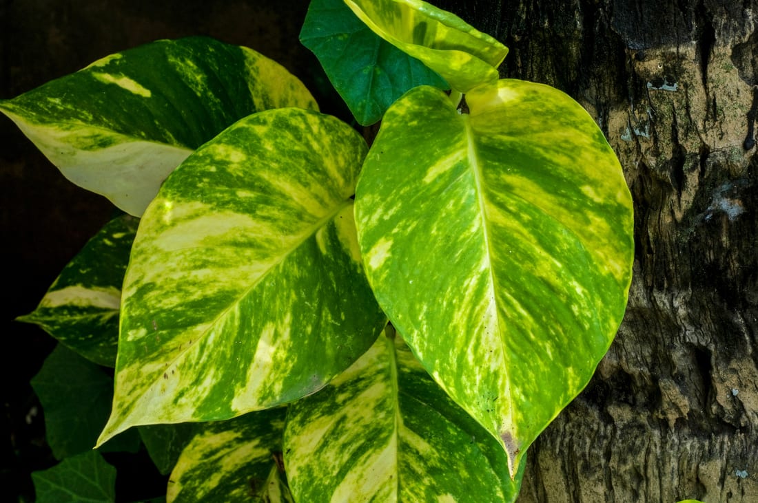Pothos (Golden Pothos)
